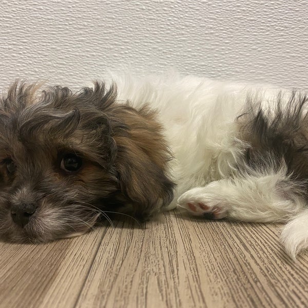 The puppy store las vegas deals