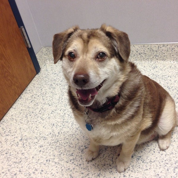 McKeever Dermatology Veterinarian