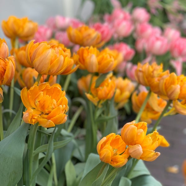 Photo taken at Amsterdam Tulip Museum by vahid m. on 10/24/2019