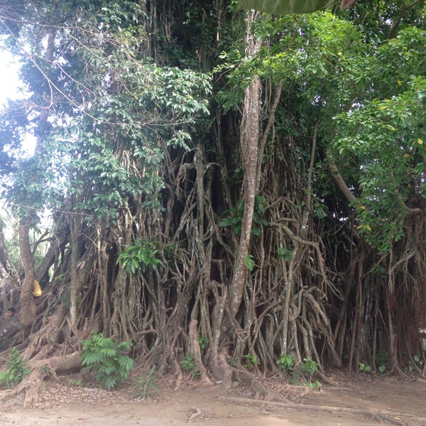 Photo taken at Biggest Balete Tree in Asia by carissa mae f. on 12/20/2014