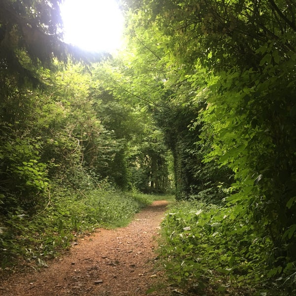 Forest adventures. Forest adventures