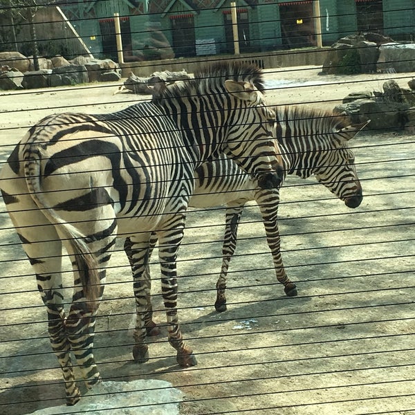 Photo taken at Zoo Antwerpen by Charlotte V. on 4/16/2019