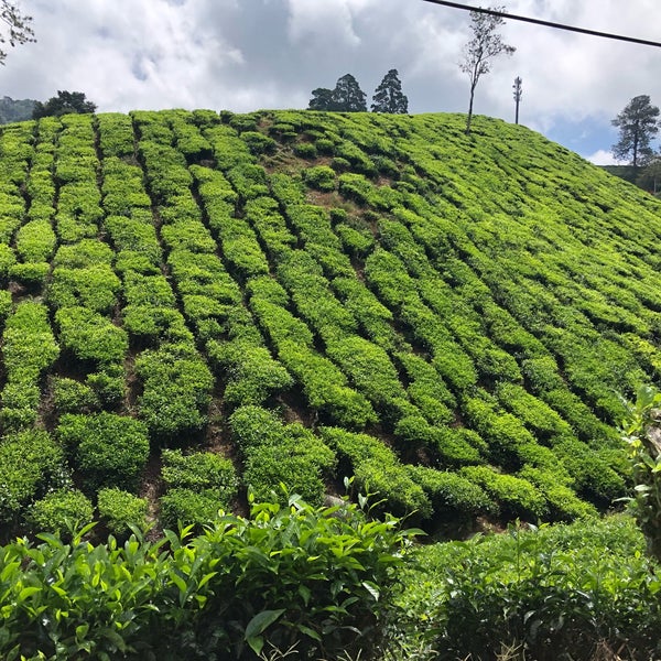 Photos At Boh Plantation Estate Cameron Highlands Coffee Shop In Bukit Bintang