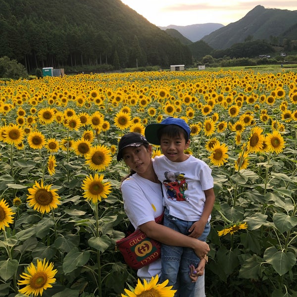 Photos At 桂山 ひまわり畑 静岡市 静岡県