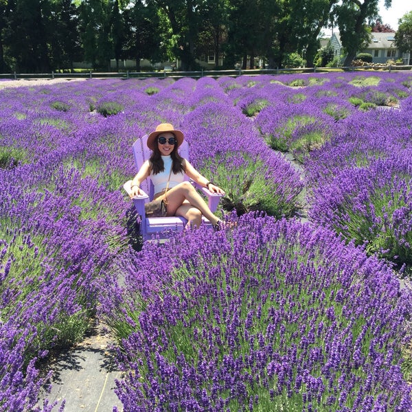 Снимок сделан в Lavender By the Bay - New York&#39;s Premier Lavender Farm пользователем Kathleen M. 6/26/2016