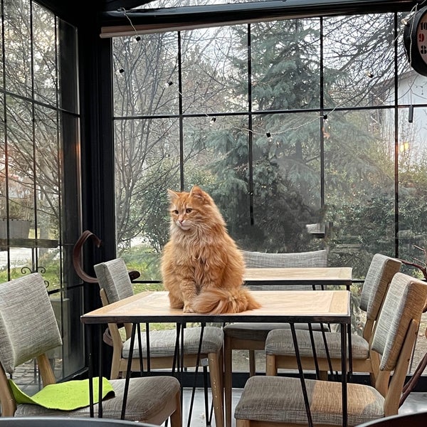 Hijyene daha Dikkat edilmeli. Yerde gezen mekanın kedisi masalara çıkıp iniyor sürekli. Görevli bunu gördüğü halde masaları silmiyor sonra müşteriler bundan haberi olmadan oturup o masada yemek yiyor!