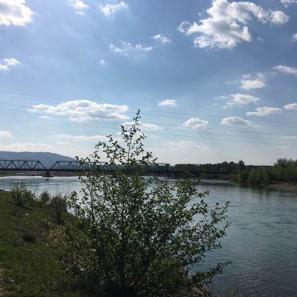 Роза река тиса