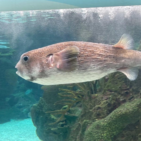 Снимок сделан в New York Aquarium пользователем Diane S. 4/16/2024