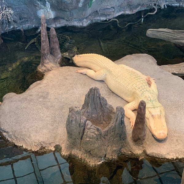 Photo taken at Claude the Albino Alligator by Ryan W. on 5/6/2019