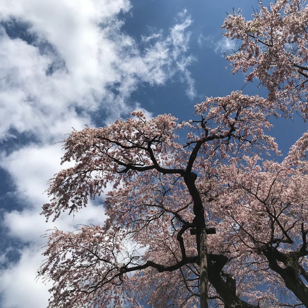 紅枝垂地蔵ザクラ 郡山市, 福島県