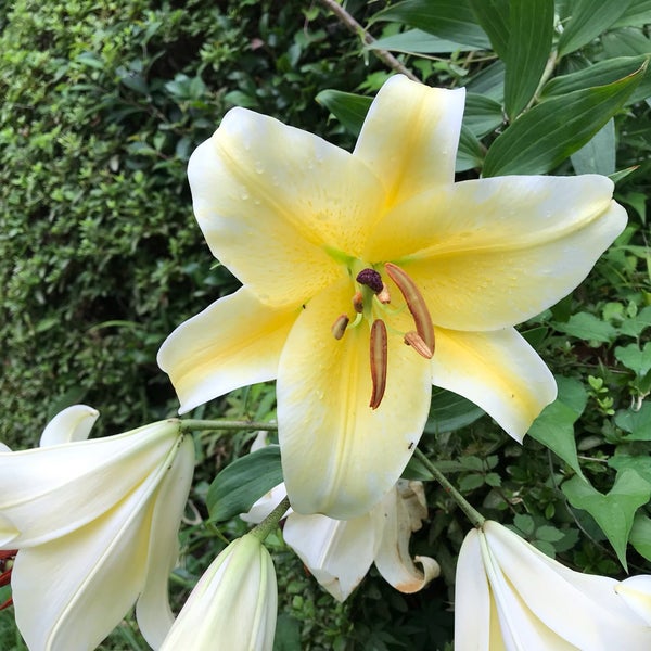 Photos At 武相国境之木 保土ヶ谷区 戸塚区平戸3 52 5