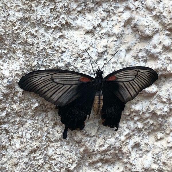 Photo taken at Mariposario de Benalmádena - Benalmadena Butterfly Park by Viktor 🥂 S. on 3/24/2019