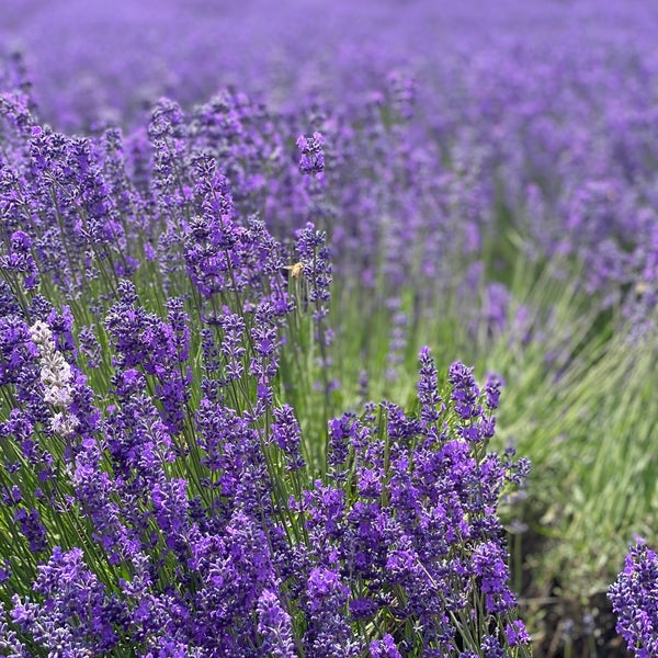 Beautiful lavender farm with tons of animals to play with - a fun stop!