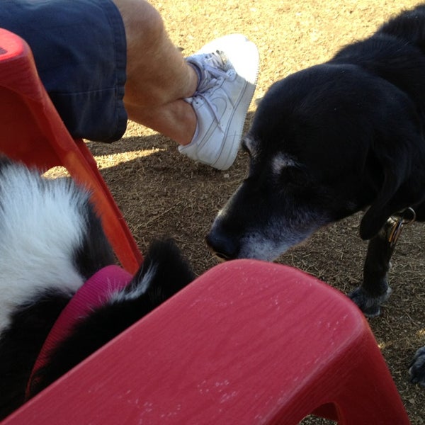 Desert Vista Dog Park Dog Park in Fountain Hills