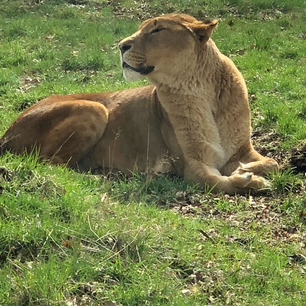 Photo taken at Knowsley Safari by Suzie G. on 3/30/2018