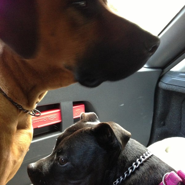 saint bernard aggression