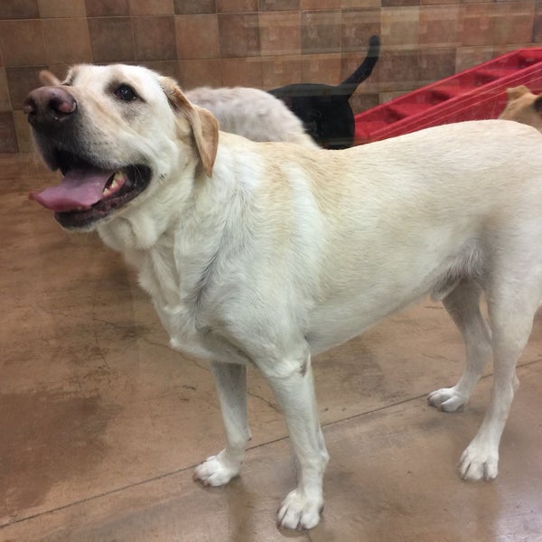 PetSmart Pet Supplies Store in Downtown Escondido