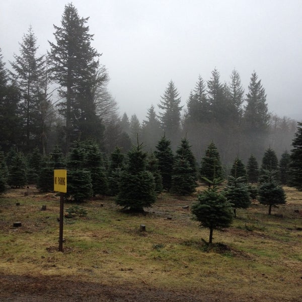 Christmas Creek Tree Farm North Bend, WA