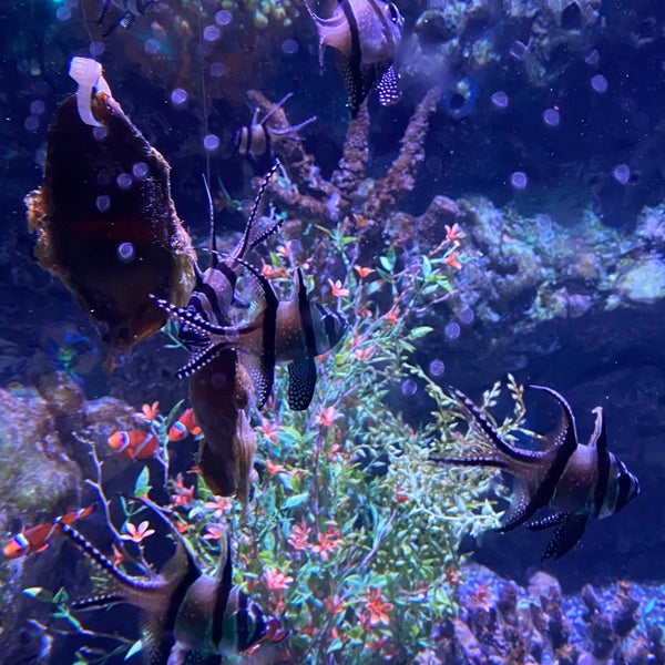 Photo taken at SEA LIFE Grapevine Aquarium by Laura G. on 9/17/2022
