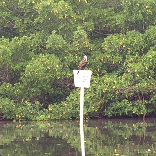 Photos at Cockroach bay boat ramp Ruskin, FL