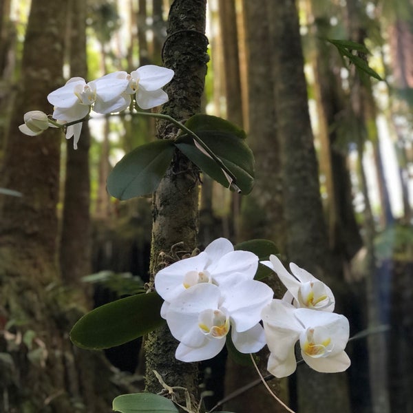 รูปภาพถ่ายที่ Hawaii Tropical Botanical Garden โดย John E. เมื่อ 11/23/2017
