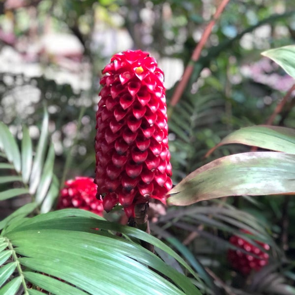 11/23/2017 tarihinde John E.ziyaretçi tarafından Hawaii Tropical Botanical Garden'de çekilen fotoğraf
