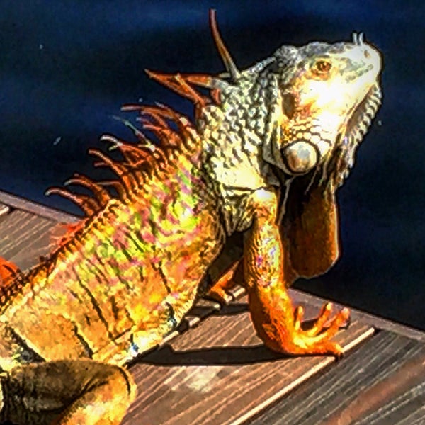 Coral Ridge - Neighborhood in Fort Lauderdale