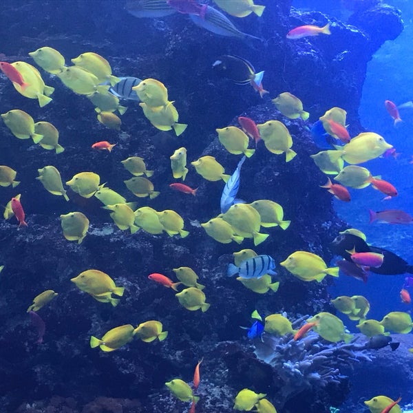 Foto tirada no(a) Georgia Aquarium por こぉすけ em 11/25/2018