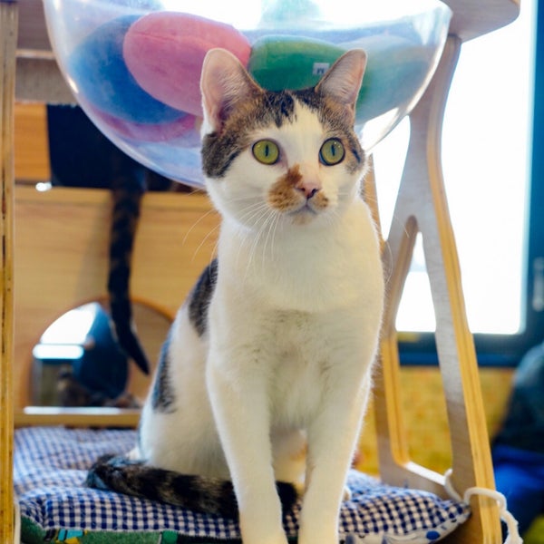 Photos At 猫まるカフェ Pet Cafe In 上野