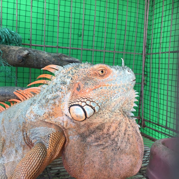 Unraveling the South American "Dragon": Unveiling its Enigmatic Secrets