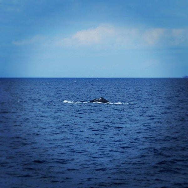 2/8/2014 tarihinde Joey K.ziyaretçi tarafından Pacific Whale Foundation'de çekilen fotoğraf