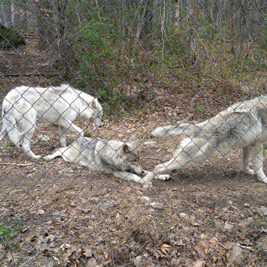 Photo taken at Camp Taylor &amp; Lakota Wolf Preserve by Steve S. on 5/3/2014