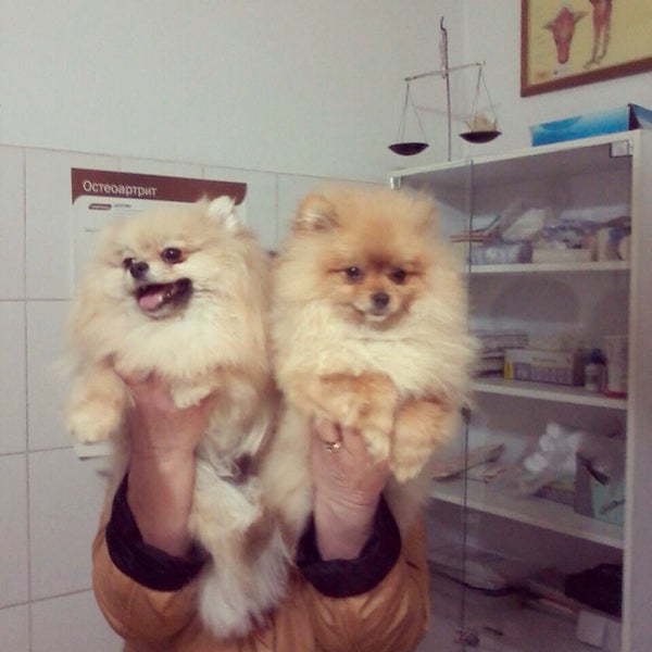 Кот и пес георгиевск