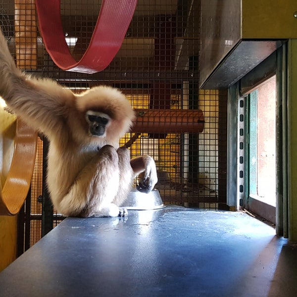 Foto tirada no(a) Hertfordshire Zoo por Ryan em 6/6/2019