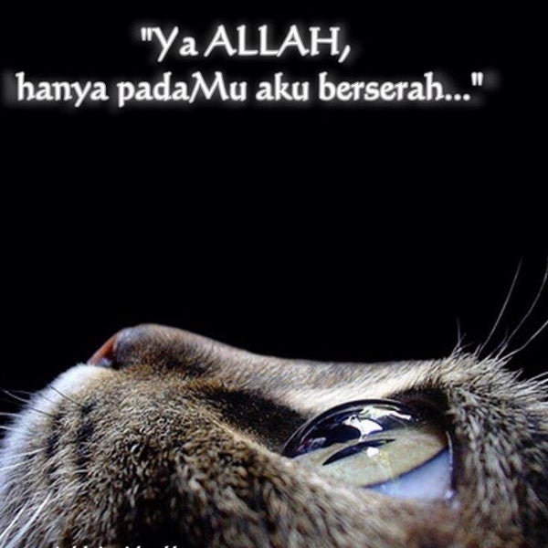 Pancaran Matahari Executive Bus 13b 13c