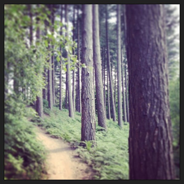 Cannock Chase Trail