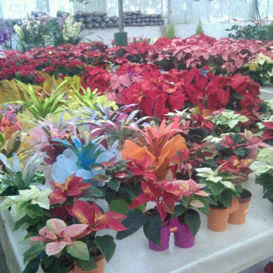 Garden Planta Viva Floreria