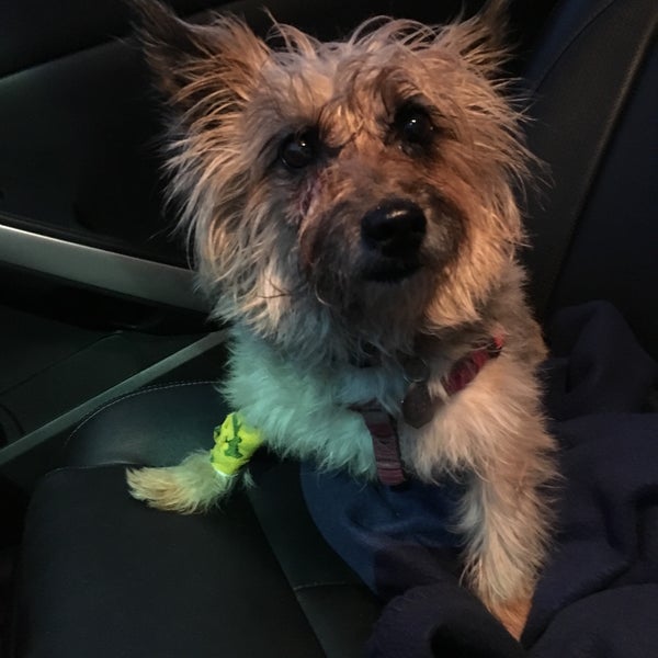 Photos at Veterinary Referral Center Veterinarian