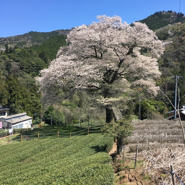 Photos At 牛代のみずめ桜 家山牛代