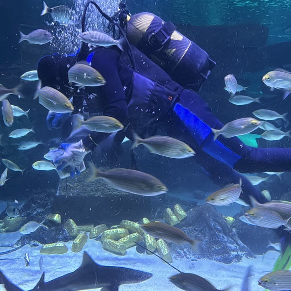 Foto scattata a Antalya Aquarium da Burak K. il 4/7/2024