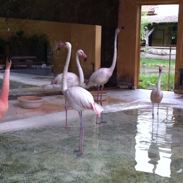 Foto Di Xantus Janos Allatkert Kebun Binatang