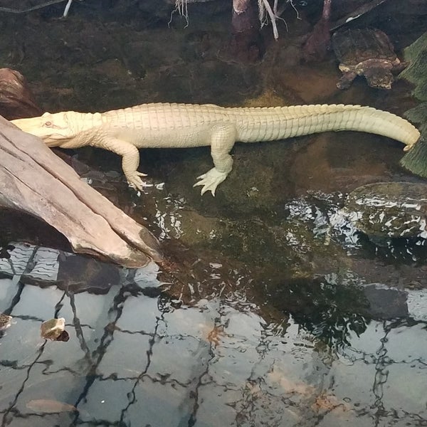 Photo taken at Claude the Albino Alligator by Bill A. on 8/24/2019