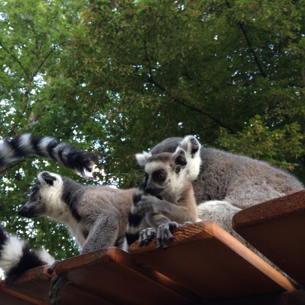 Foto Di Xantus Janos Allatkert Kebun Binatang