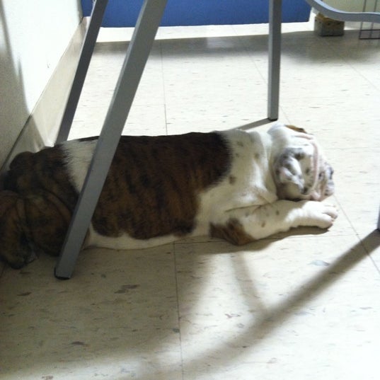 Tully's Kennels 6 tips