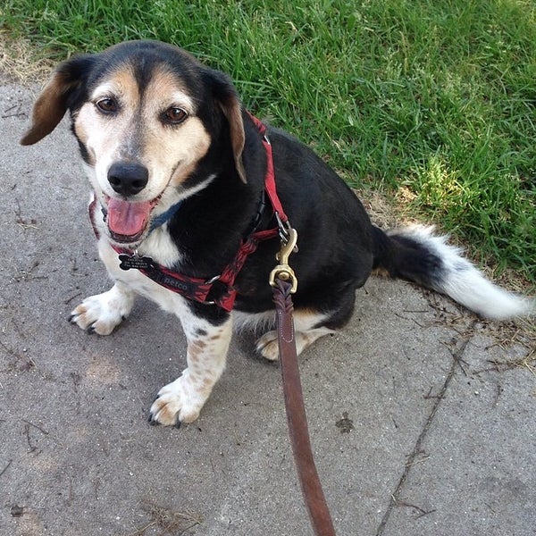 Traverse City Dog Park Dog Run