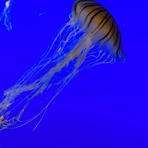 Снимок сделан в New York Aquarium пользователем Peter K. 9/24/2022