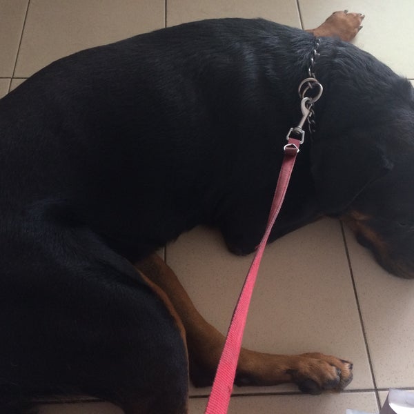 Philos Veterinary Clinic 5 Tips From 139 Visitors