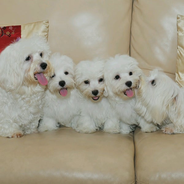 The Maltese Kennel & Playground Jakarta Selatan, Jakarta