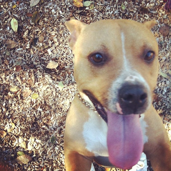 Berks County Animal Rescue League - Reading, PA