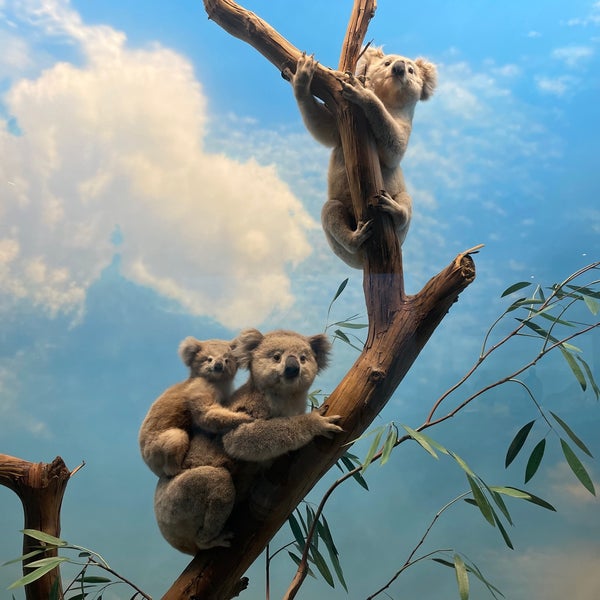 Photo prise au Denver Museum of Nature and Science par Yian le8/14/2021